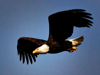 Bald Eagle at Greenlake