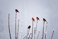 Finches on a Stick