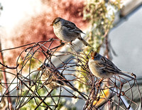 Junkyard Sparrows