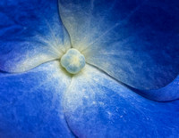 Big Blue Hydrangea