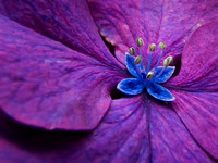 Purple and Blue Hydrangea