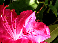 Dew to The Light Rhododendron