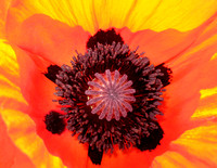 Poppy Face to Face