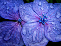 Hydrangea Dew Blue